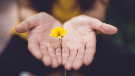 Hände, die gelbe Blume halten