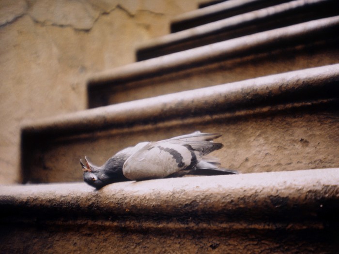 Eine Tote Taube liegt auf Treppenstufen mitten in der Stadt