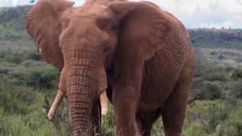 Ein Elefantenbulle im privaten Schutzgebiet Loisaba im Zentrum von Kenia