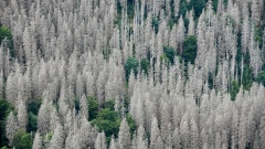 Abgestorbener Fichtenwald im Nationalpark Harz