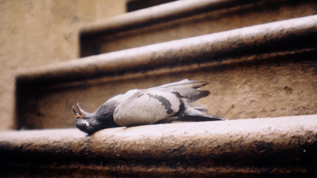 In Limburg wird darüber gestritten, ob man Tauben töten soll