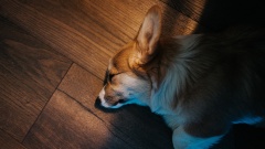 Hund schläft auf Holzboden