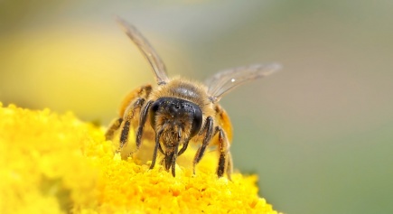 Bibelclip Bienensterben