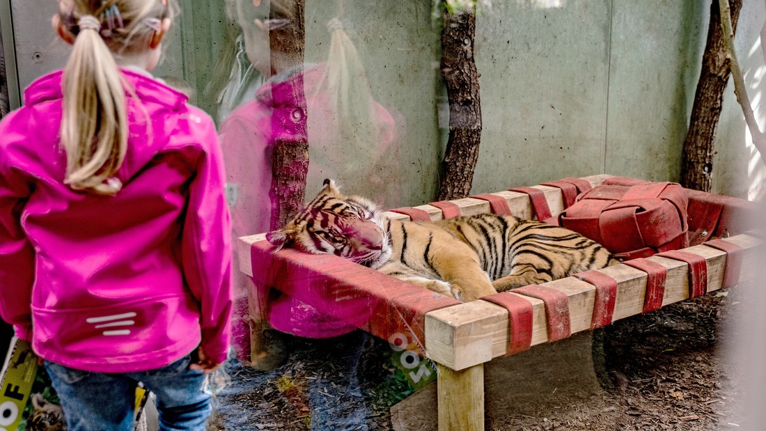 Besucher betrachten einen schlafenden Tiger im Frankfurter Zoo