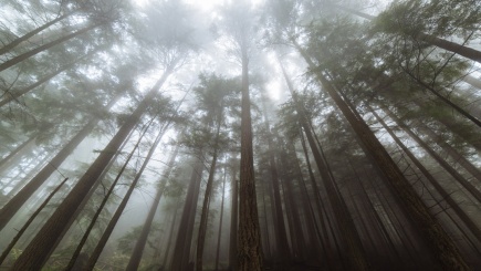 Bäume im Nebelwald aus der Froschperspektive