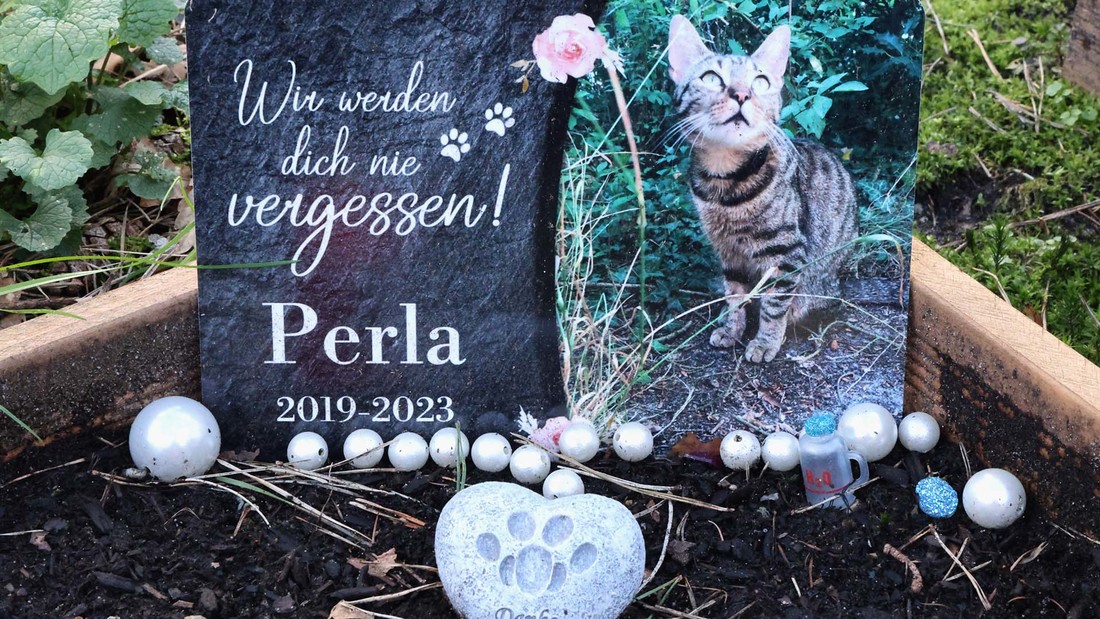 Grab einer Katze mit Grabstein, Blumen, Foto und Erinnerungen.