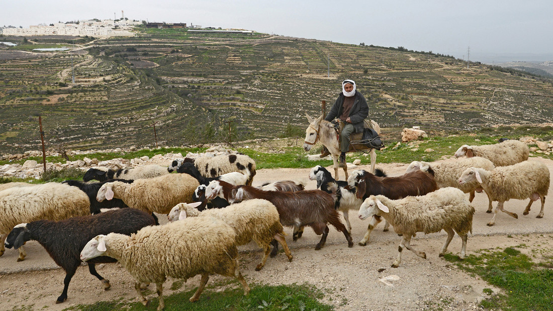 Ein palästinensischer Schafhirte reitet auf einem Esel auf der Straße