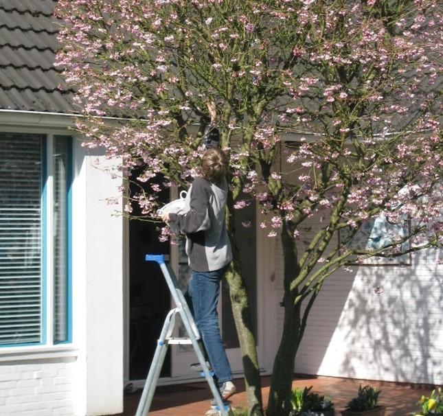 Kind sucht Ostereier in einem blühenden Kirschbaum 