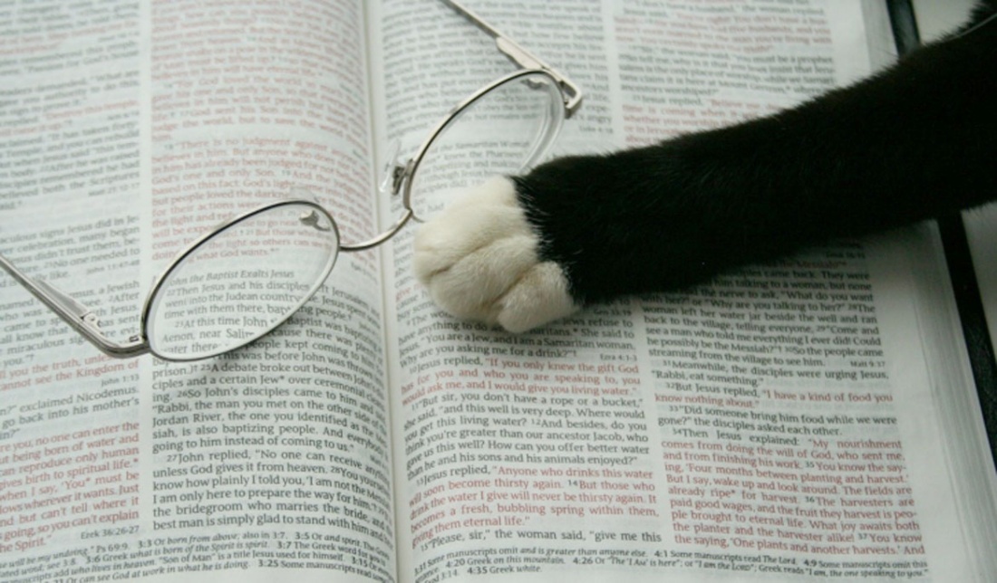 Katze und Bibel