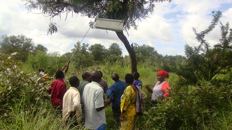 Tansanische Imker bringen einen neuen Bienenstock an 