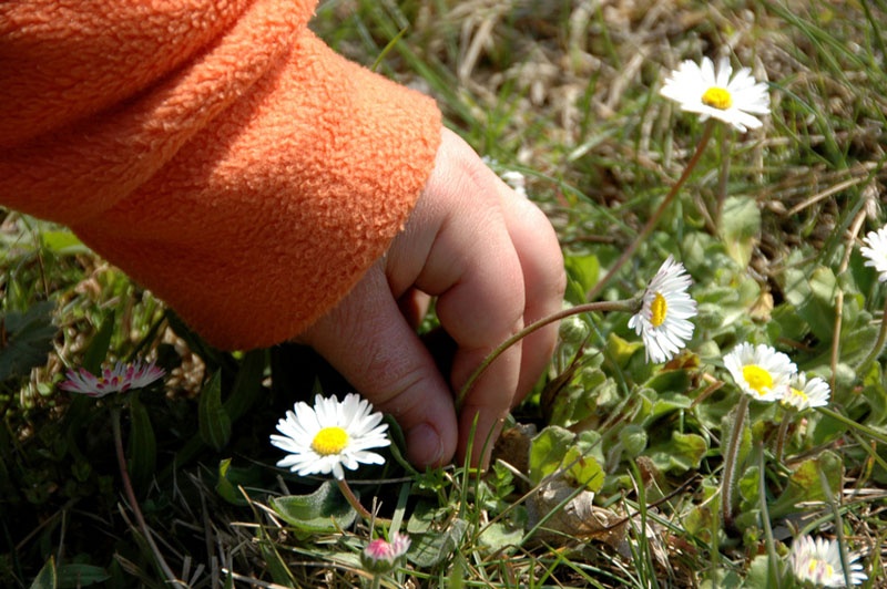 Gänseblümchen