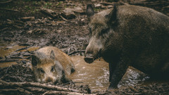 Widschwein mit Frischling an einer Pfütze im Wald.