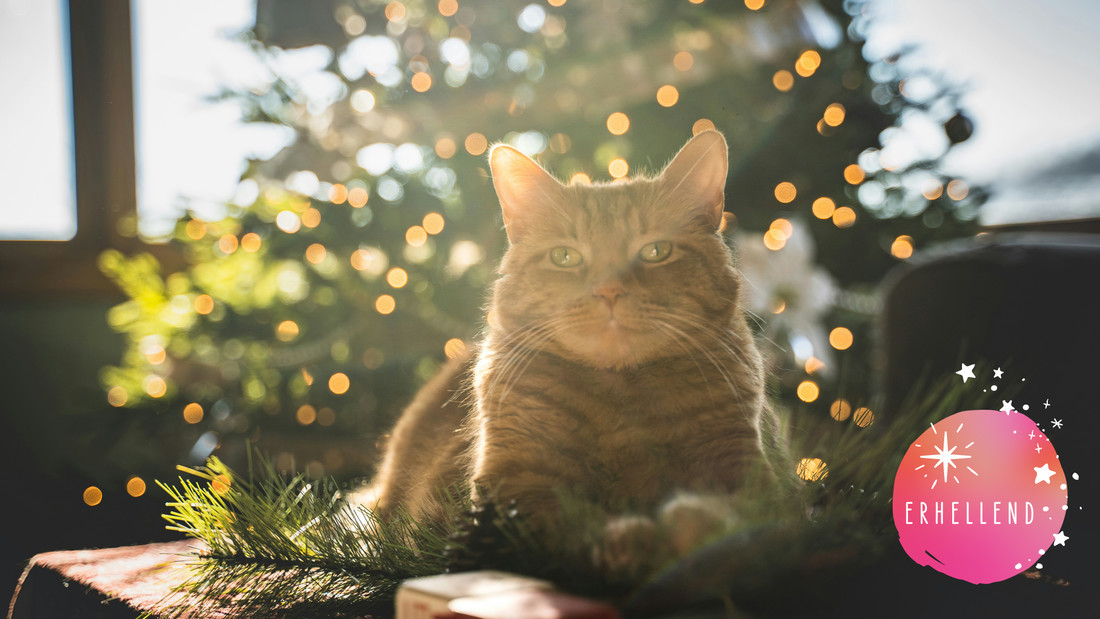 Katze vor Weihnachtsbaum mit Lichterkette