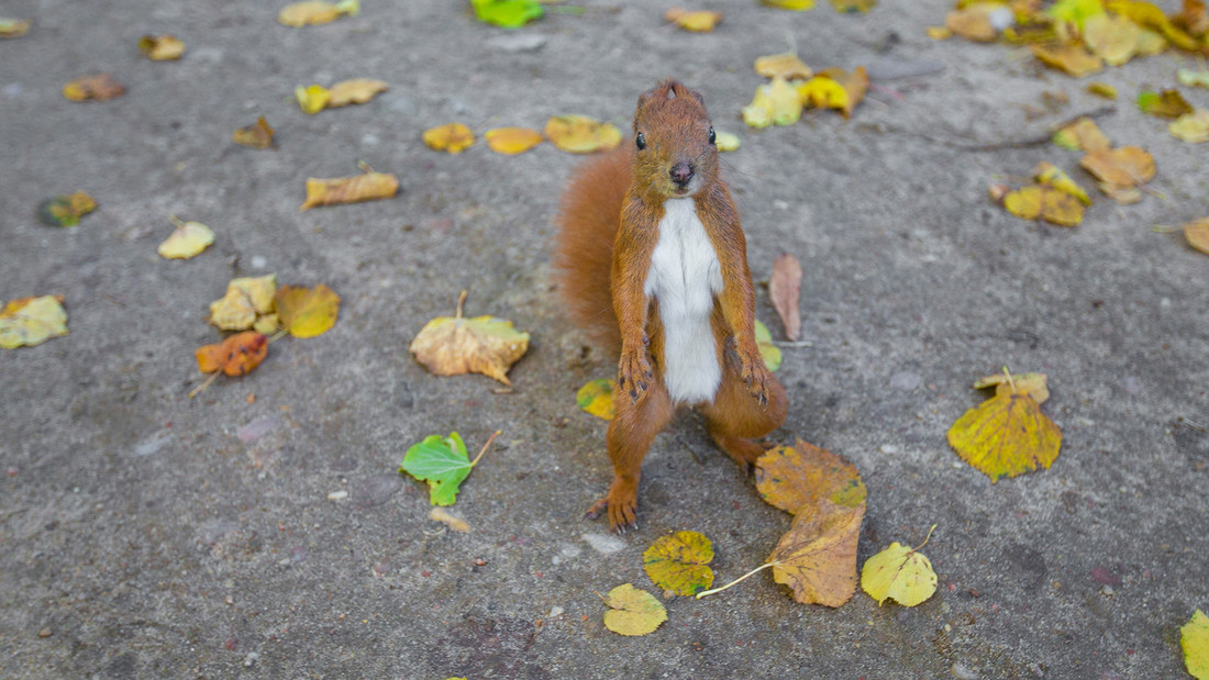 Eichhörnchen steht angriffslustig auf Web