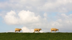 Schafe in einer Reihe