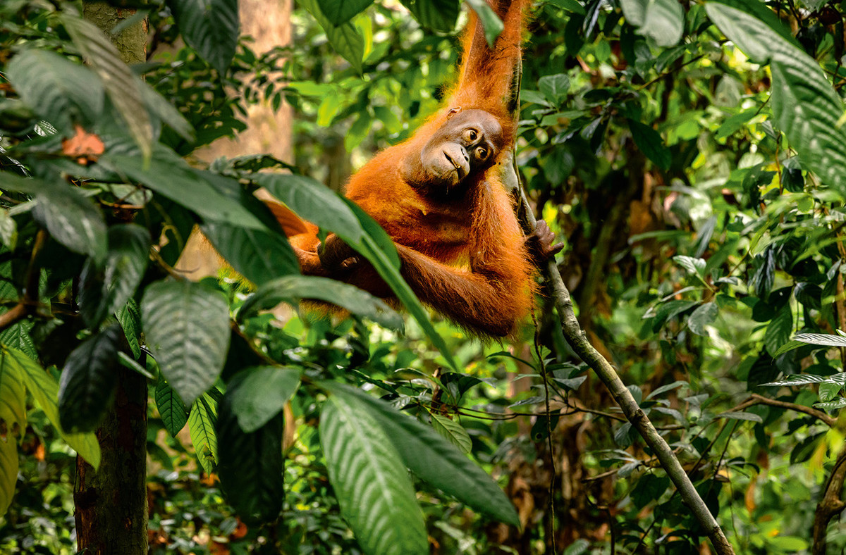 Orang Utan klettert im Baum im Kabili Sepilok Forest Reserve