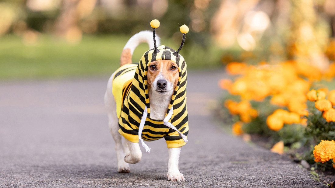 Hund im Bienenkostüm