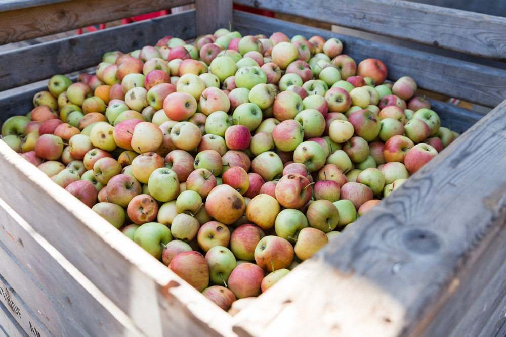 Die Apfelsorten Goldparmäne und Delbar liegen in einer grossen Obstkiste vor der Apfelpresse.