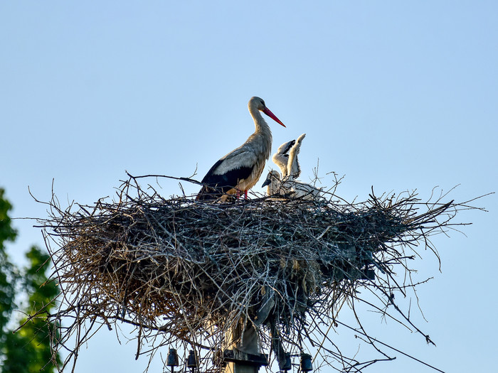 Storch mit Nachwuchs im Nest