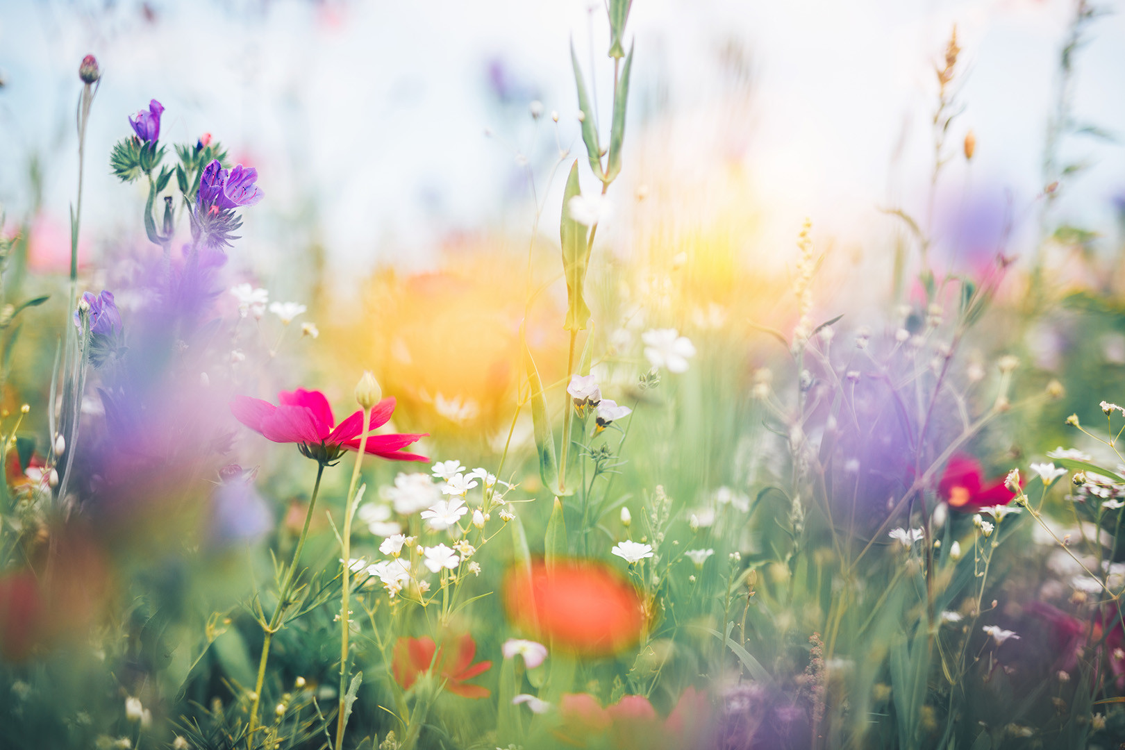 Eine leuchtend bunte Blumenwiese