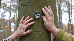 Ruheforst Elbtalaue bei Gartow in Niedersachsen mit Händen am   Baum mit der Nummer 366. 