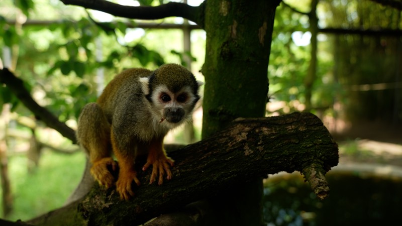 Sind Zoos noch zeitgemäß?