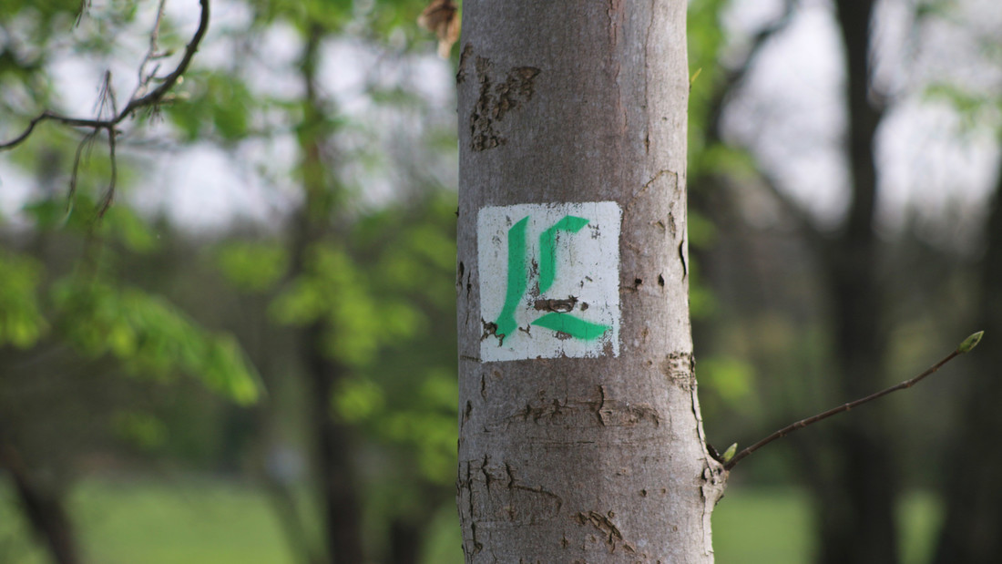 Logo Lutherweg auf Baum