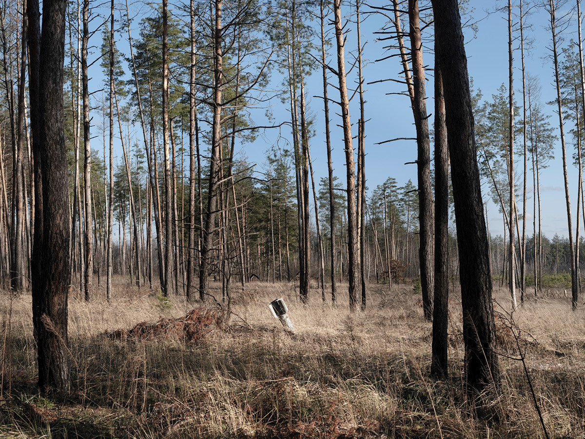 Ein Blindgänger steckt zwischen den Kiefern im Wald von Kreminna