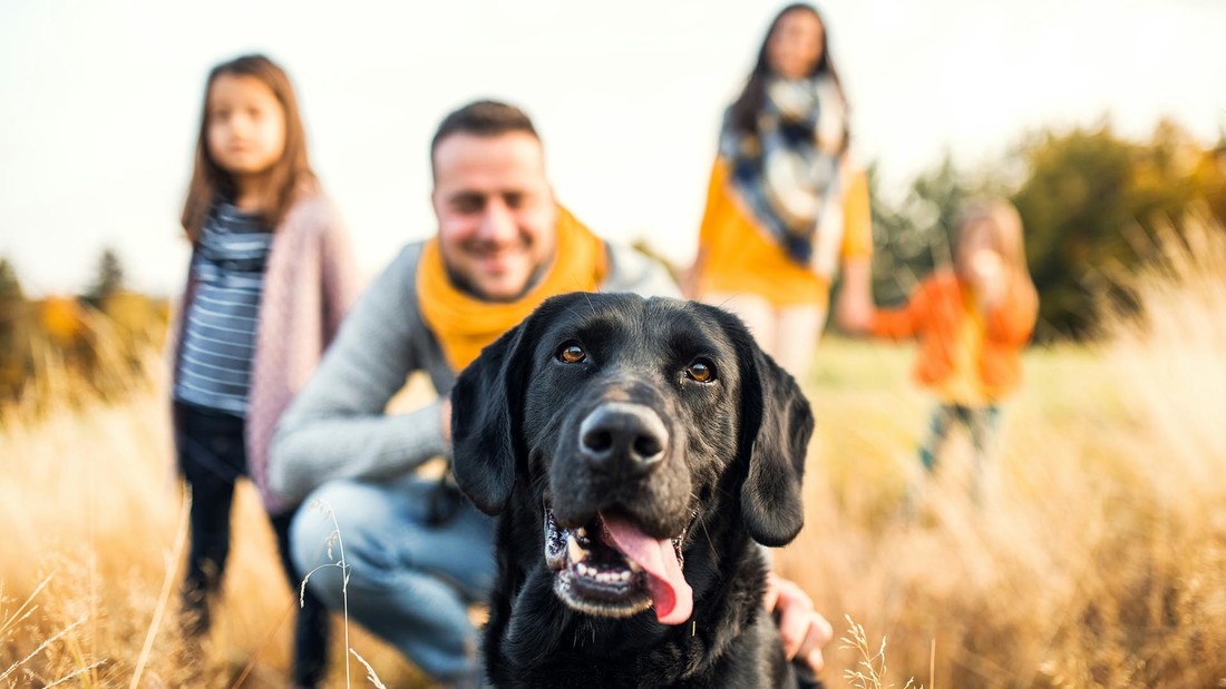 Hund mit Familie im Feld