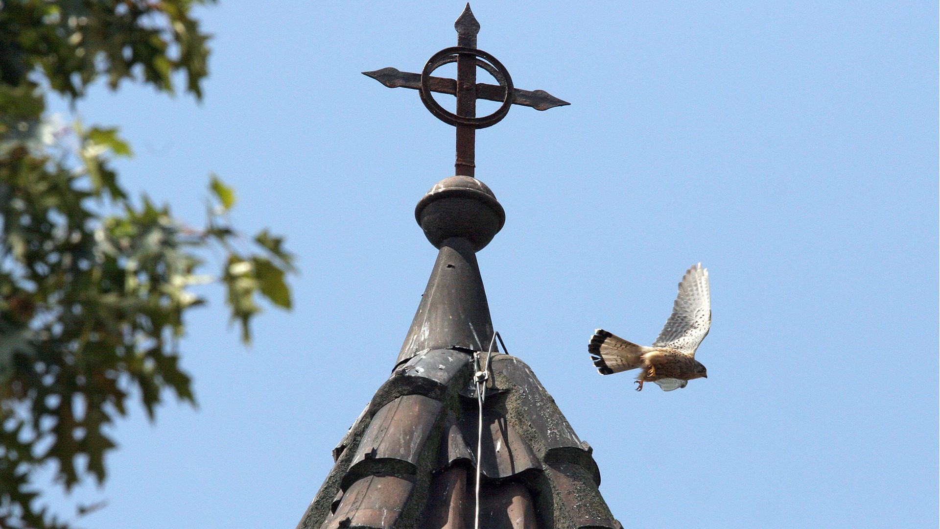 Turmfalke fliegt von der evangelischen Klosterkirche in Lilienthal ab.