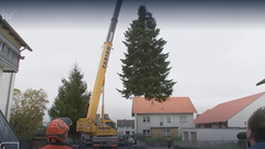 Weihnachtsbaum Emil hängt an einem Kran