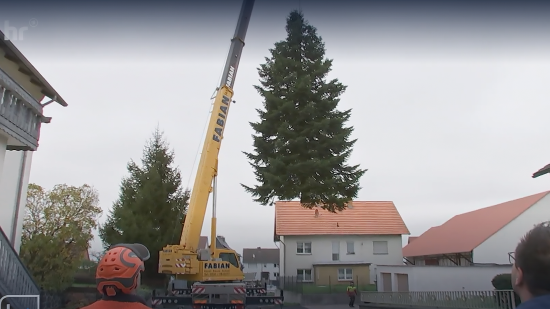 Weihnachtsbaum Emil hängt an einem Kran