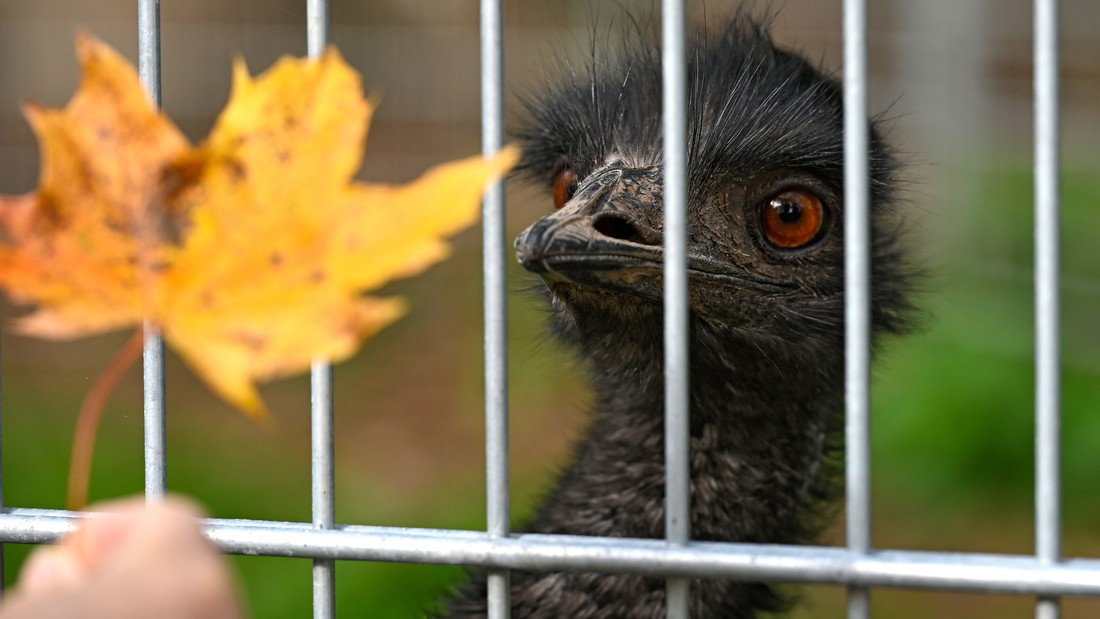 Emu