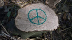 Peace-Zeichen auf einem Baumstumpf im Hambacher Forst