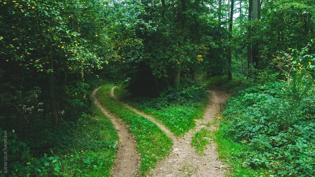 Unterschiedliche Wege im Wald