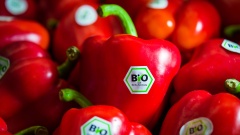 Rote Paprika mit Bio-Siegel 