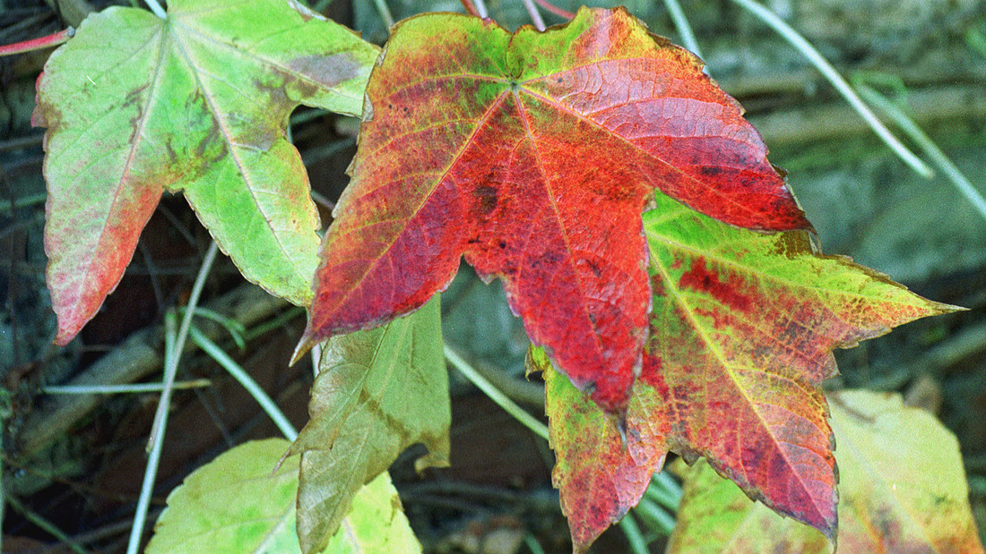 gelb verfärbte Herbstblätter