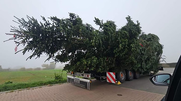 Abtransport des Weihnachtsbaums 