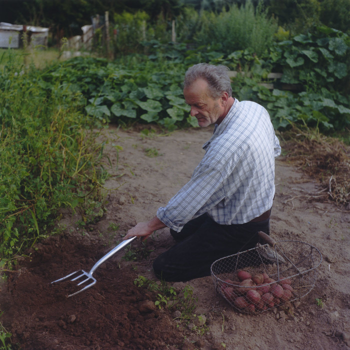 Jochen Schorlemmer bei der Kartoffelernte.  