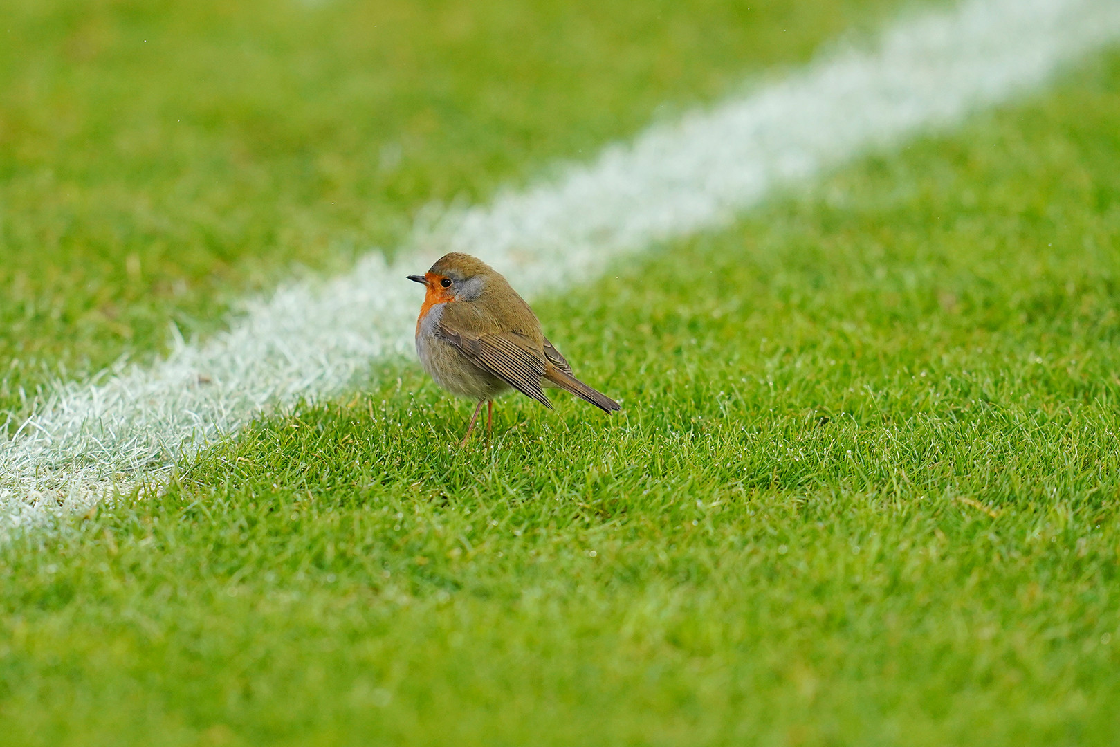 Ein Rotkehlchen hüpft über das Fußballfeld.