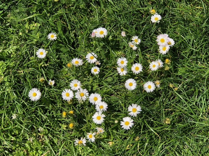 Gänseblümchen auf einer Wiese