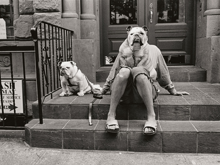 Foto von einer Person mit zwei Hunden