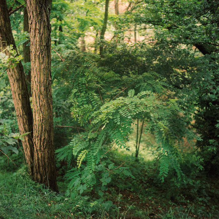 Wald - Wenn es nach Erde und Laub riecht