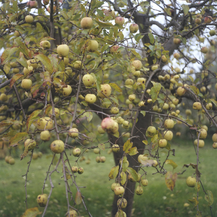 Ein Apfelbaum