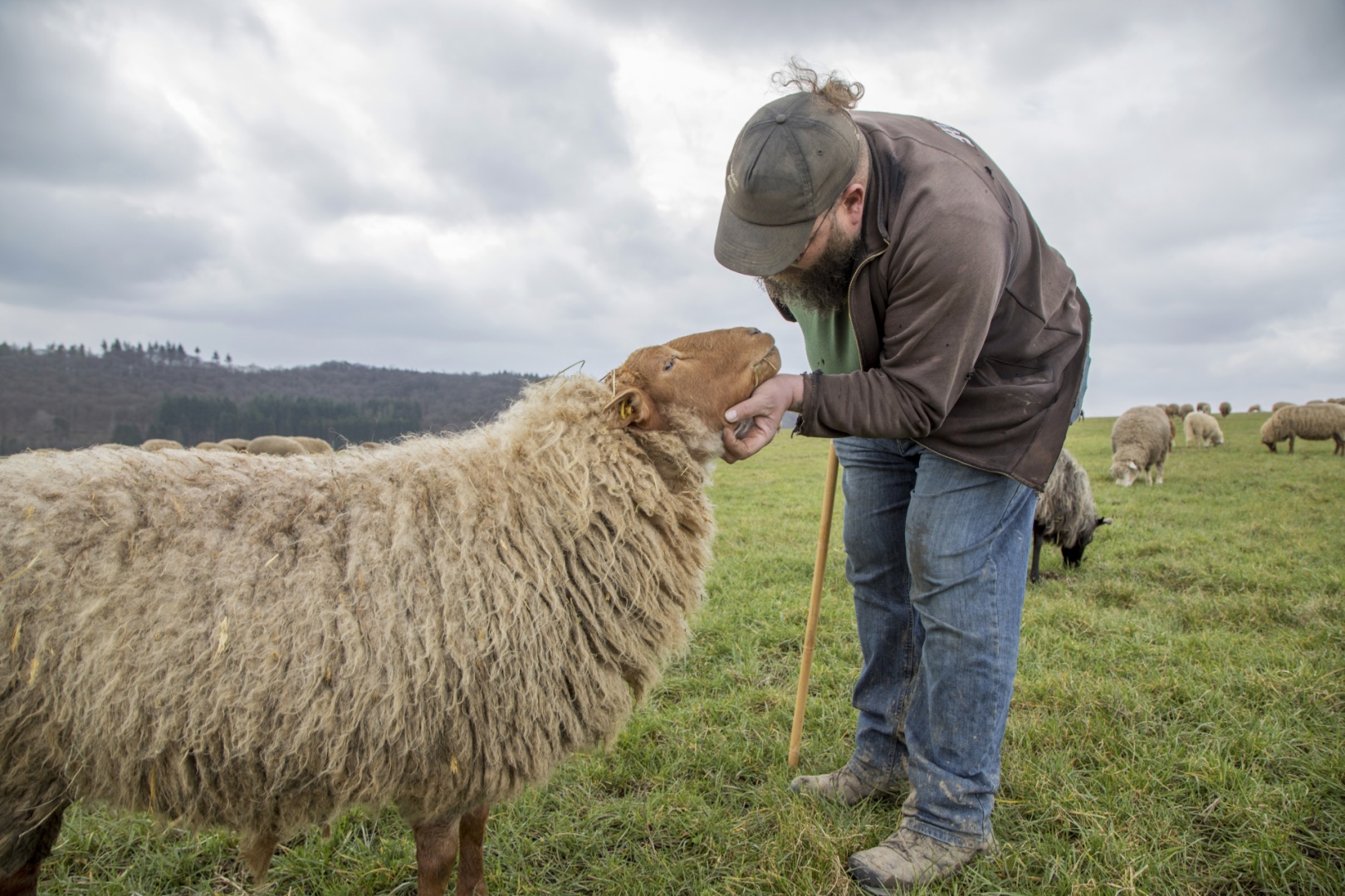 Hirte Thorsten Schmale streichelt eines seiner Schafe