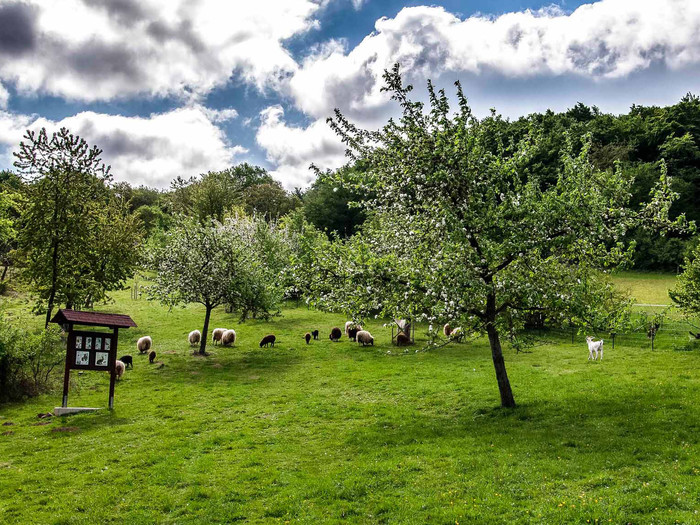 Eine Streuobstwiese in Hohenrode