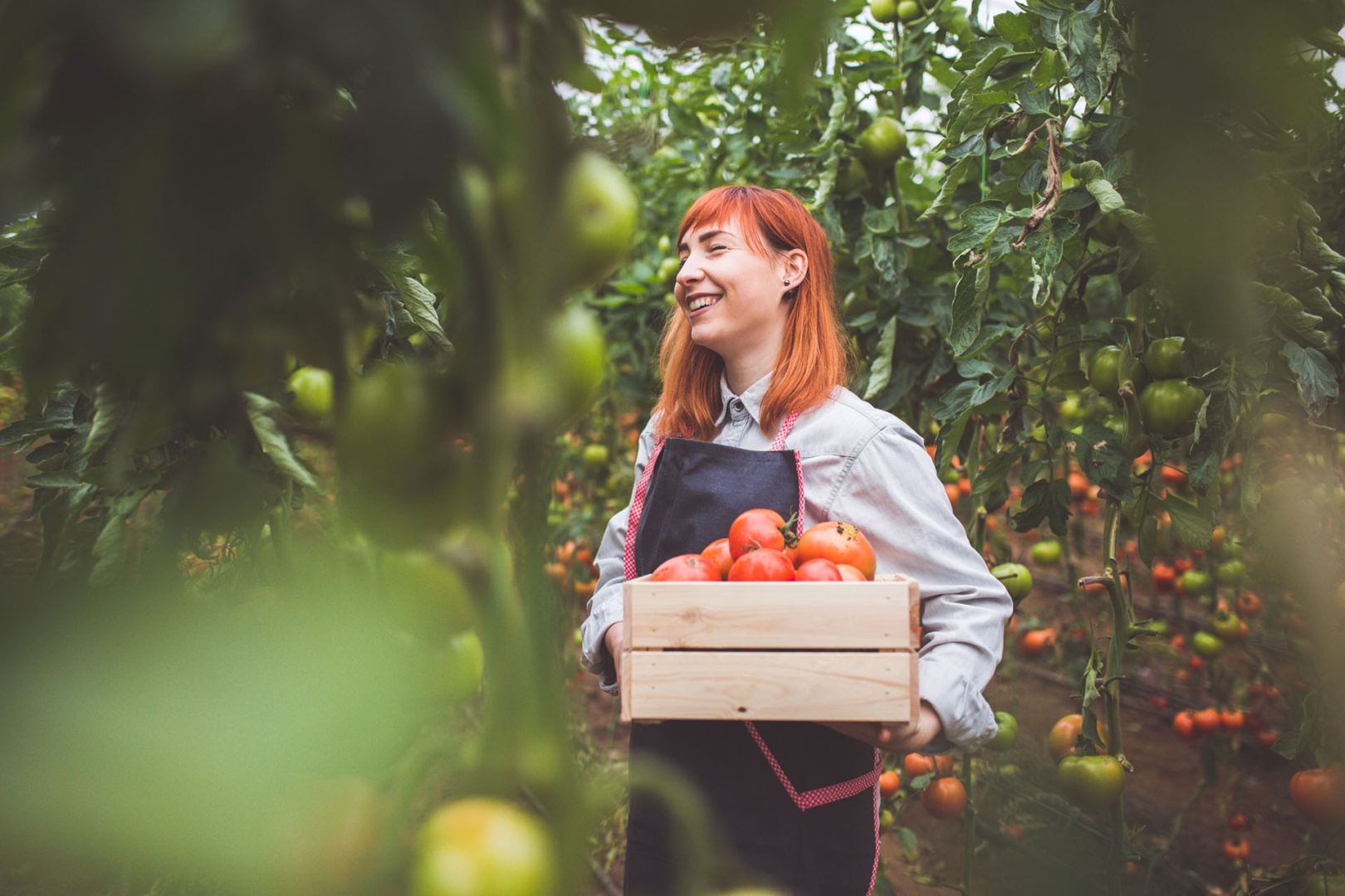 Frau plfückt Tomaten