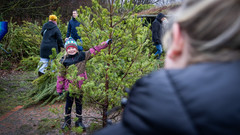 Mädchen hält Kiefernbaum am Weihnachtsbaumstand