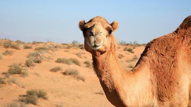 Bild eines Kamels