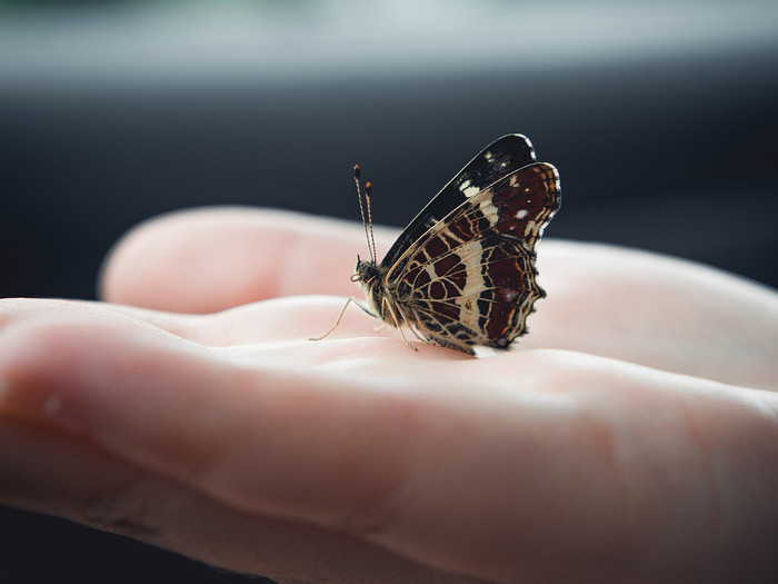 Schmetterling auf Hand